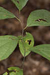 Southern spicebush <BR>Pondberry